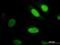 Yes Associated Protein 1 antibody, orb89757, Biorbyt, Immunofluorescence image 