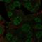 NEDD8 Ubiquitin Like Modifier antibody, HPA027583, Atlas Antibodies, Immunofluorescence image 