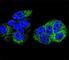 Hepatocyte Nuclear Factor 4 Alpha antibody, F51718-0.4ML, NSJ Bioreagents, Western Blot image 
