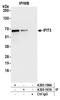 Interferon Induced Protein With Tetratricopeptide Repeats 3 antibody, A305-196A, Bethyl Labs, Immunoprecipitation image 