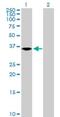 Protein naked cuticle homolog 2 antibody, H00085409-B01P, Novus Biologicals, Western Blot image 