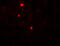 Barkor antibody, 7043, ProSci, Immunofluorescence image 