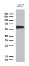 Zinc Finger Protein 583 antibody, M17666, Boster Biological Technology, Western Blot image 