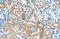 Chromatin assembly factor 1 subunit B antibody, 30-122, ProSci, Immunohistochemistry paraffin image 