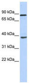 DEAH-Box Helicase 35 antibody, TA341617, Origene, Western Blot image 