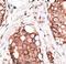 Hippocalcin-like protein 1 antibody, LS-C97750, Lifespan Biosciences, Immunohistochemistry frozen image 