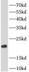 Probetacellulin antibody, FNab00883, FineTest, Western Blot image 