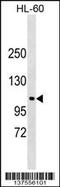 N-Deacetylase And N-Sulfotransferase 3 antibody, 59-371, ProSci, Western Blot image 