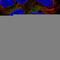 Translocase Of Outer Mitochondrial Membrane 40 antibody, HPA036232, Atlas Antibodies, Immunofluorescence image 