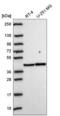 PKACA antibody, NBP2-57042, Novus Biologicals, Western Blot image 