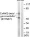 Calcium/Calmodulin Dependent Protein Kinase II Beta antibody, TA313551, Origene, Western Blot image 