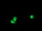 Ribosomal Protein S6 Kinase B1 antibody, TA502929, Origene, Immunofluorescence image 