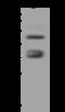Folate Receptor Alpha antibody, 11241-T60, Sino Biological, Western Blot image 