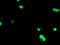 U-Box Domain Containing 5 antibody, M12899, Boster Biological Technology, Immunofluorescence image 