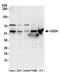 UDP-Glucose 6-Dehydrogenase antibody, A304-750A, Bethyl Labs, Western Blot image 