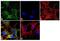Cytochrome P450 Family 3 Subfamily A Member 5 antibody, GTX15837, GeneTex, Immunofluorescence image 