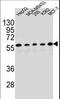 Paired Box 1 antibody, LS-C163385, Lifespan Biosciences, Western Blot image 