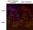 Paired Box 6 antibody, NB300-750, Novus Biologicals, Immunofluorescence image 