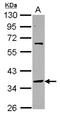 Small Nuclear RNA Activating Complex Polypeptide 2 antibody, NBP2-15124, Novus Biologicals, Western Blot image 