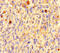 Olfactory Receptor Family 5 Subfamily L Member 1 (Gene/Pseudogene) antibody, LS-C399696, Lifespan Biosciences, Immunohistochemistry paraffin image 
