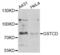 Glutathione S-transferase C-terminal domain-containing protein antibody, LS-C346263, Lifespan Biosciences, Western Blot image 