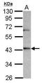 Opsin-3 antibody, PA5-28744, Invitrogen Antibodies, Western Blot image 