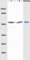 Cytochrome P450 2J3 antibody, orb100613, Biorbyt, Western Blot image 