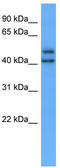 Opsin 3 antibody, TA342739, Origene, Western Blot image 