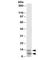 Dolichyl-Phosphate Mannosyltransferase Subunit 3, Regulatory antibody, R34166-100UG, NSJ Bioreagents, Western Blot image 