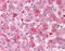 Glypican 4 antibody, TA316798, Origene, Immunohistochemistry frozen image 