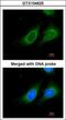 15-Hydroxyprostaglandin Dehydrogenase antibody, GTX104625, GeneTex, Immunofluorescence image 