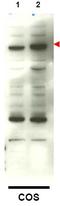 Dpc4 antibody, AP09377PU-N, Origene, Western Blot image 