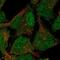 Centlein antibody, NBP2-58899, Novus Biologicals, Immunofluorescence image 