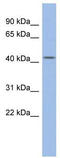 Zinc finger protein ubi-d4 antibody, TA332040, Origene, Western Blot image 