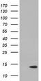 Ripply Transcriptional Repressor 2 antibody, TA501512, Origene, Western Blot image 