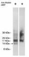 CSAG Family Member 3 antibody, orb109027, Biorbyt, Western Blot image 