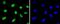 Heterogeneous Nuclear Ribonucleoprotein K antibody, NBP2-67581, Novus Biologicals, Immunocytochemistry image 
