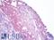 Delta Like Canonical Notch Ligand 4 antibody, LS-B10026, Lifespan Biosciences, Immunohistochemistry paraffin image 
