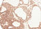 Angiotensinogen antibody, LS-C185567, Lifespan Biosciences, Immunohistochemistry frozen image 