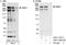 NCOR2 antibody, A301-147A, Bethyl Labs, Western Blot image 