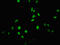 Ubiquitin Specific Peptidase 22 antibody, LS-C673442, Lifespan Biosciences, Immunofluorescence image 