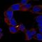 APC Regulator Of WNT Signaling Pathway 2 antibody, NBP2-58859, Novus Biologicals, Immunofluorescence image 