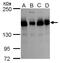 TATA Element Modulatory Factor 1 antibody, GTX118431, GeneTex, Western Blot image 