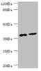 Death Effector Domain Containing antibody, LS-C675633, Lifespan Biosciences, Western Blot image 