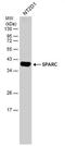 SPARC antibody, PA5-78178, Invitrogen Antibodies, Western Blot image 