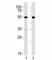 Serum response factor antibody, F52804-0.4ML, NSJ Bioreagents, Western Blot image 