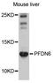 Prefoldin Subunit 6 antibody, abx126353, Abbexa, Western Blot image 