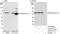 Sequestosome-1 antibody, A302-857A, Bethyl Labs, Western Blot image 