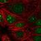 Proline Rich 19 antibody, NBP2-56373, Novus Biologicals, Immunofluorescence image 