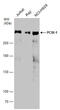 PCM1 antibody, GTX131724, GeneTex, Western Blot image 
